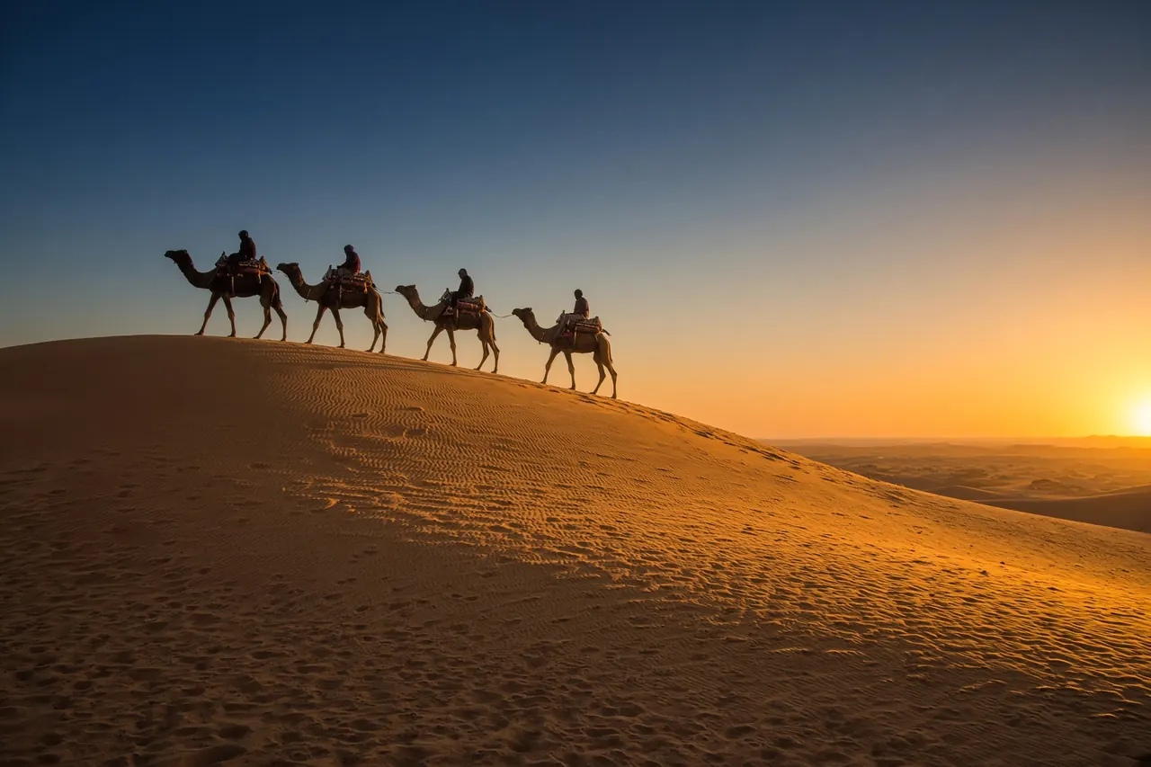 Camels walking the crest of a dune at sunset near Jaisalmer.